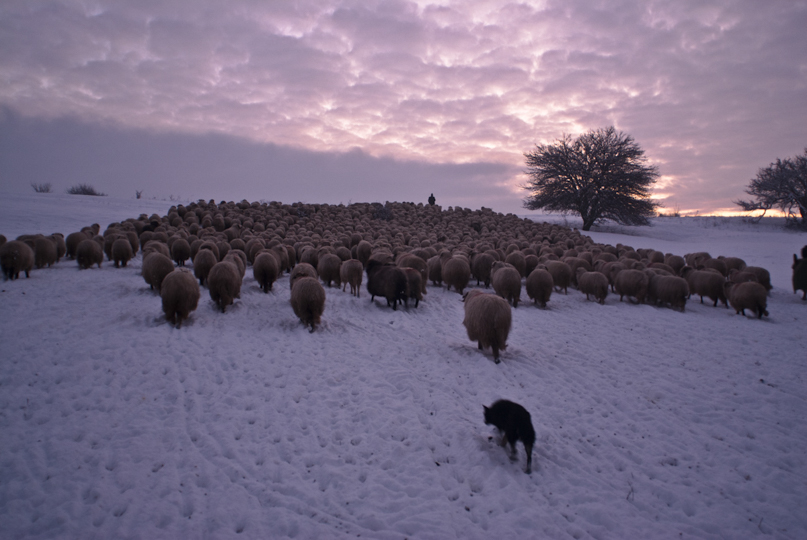 Documentarul “Ultima transhumanţă”, realizat de Dragoș Lumpan, va fi proiectat în premieră la TIFF