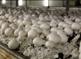 Ciuperci comestibile modificate genetic pentru a se hrăni cu plastic, ideea câștigătoare a concursului național REplasticHack, organizat online de la Cluj