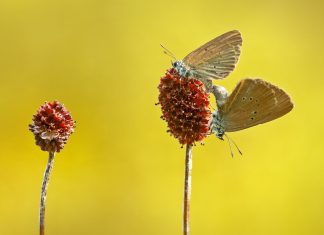 Ținutul Fluturelui Albastru: mediul rural clujean promovat prin realitate augmentată