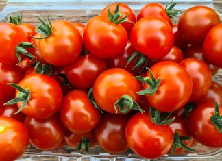 USAMV Cluj: Primele roșii cherry din 2023, produse la Sera Legumicolă a universității