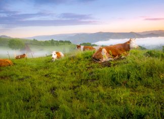 USAMV Cluj este parte dintr-un proiect UE ce susține pășunatul benefic pentru biodiversitate