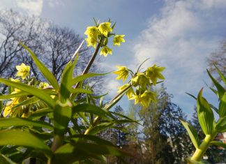 Grădina Botanică deschisă zilnic până la ora 19. Vedeta momentului este o lalea din Orient.
