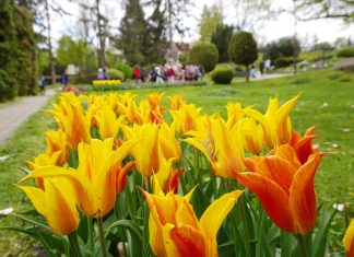 Grădina Botanică Cluj: “Profitați de acest weekend lung și nu ratați ocazia de a vă conecta cu natura”