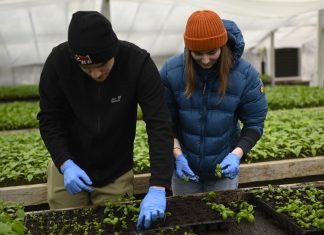 Răsaduri produse la Stațiunea de Cercetare Horticolă USAMV, puse în vânzare din 10 aprilie