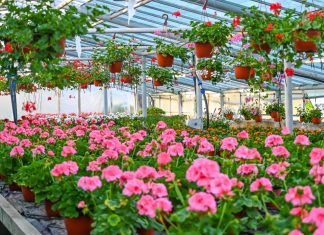 Specii floricole produse la serele USAMV Cluj-Napoca, la vânzare din 15 aprilie
