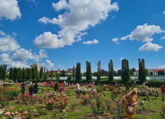 Parfum de Cluj: colecția de 300 soiuri de trandafiri a USAMV Cluj, disponibilă pentru vizitare