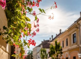 Campania Centrul Verde 2024 oferă flori pentru 3 străzi din centrul Clujului, pe bază de înscriere